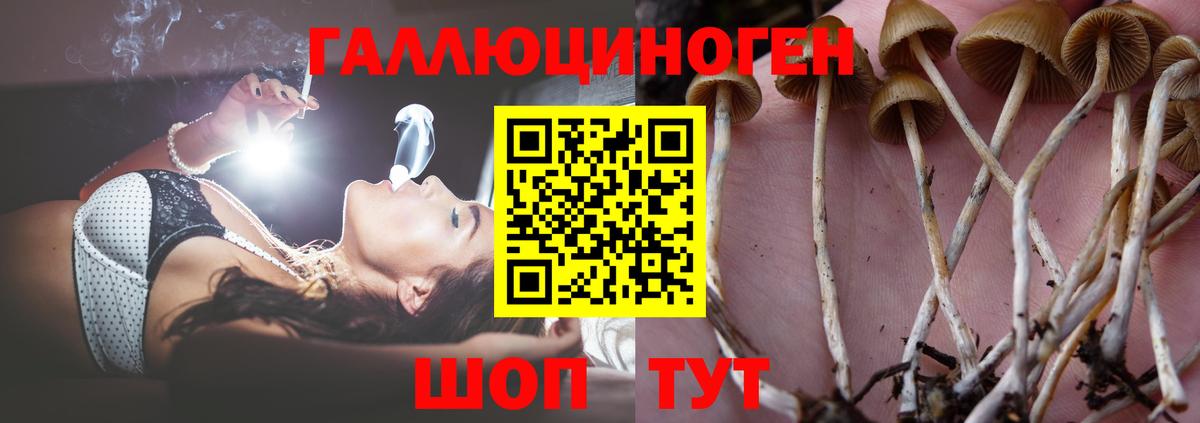 Псилоцибиновые грибы Psilocybine cubensis Минусинск