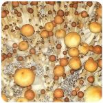Псилоцибиновые (галлюциногенные)  грибы Psilocybin "Golden Teacher" в Минусинске